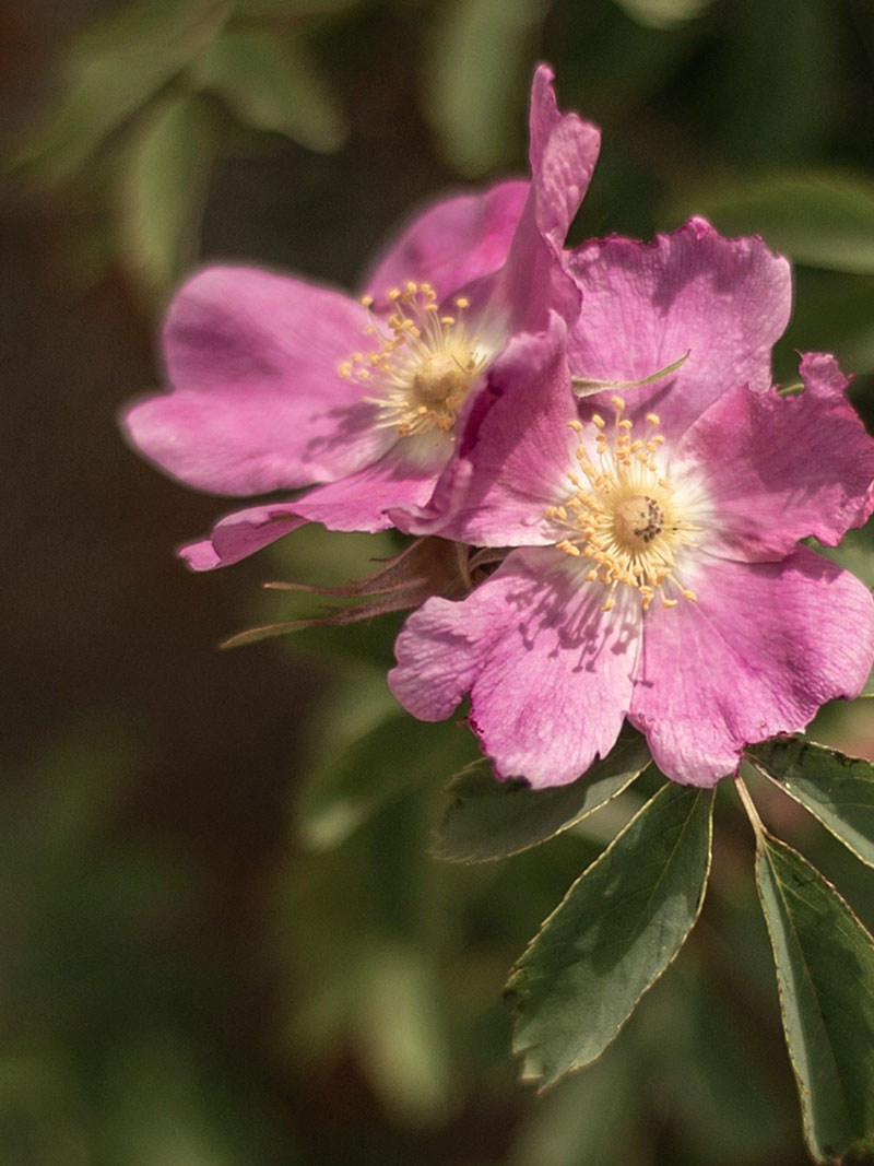 Abstraktes Bild über Selbsterkenntnis und die Herausforderungen des Lebens, die uns stark machen
